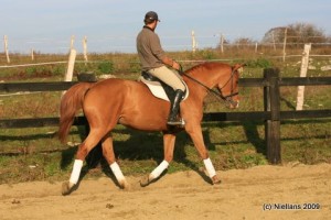 Mathieu montant Harvard en Dressage