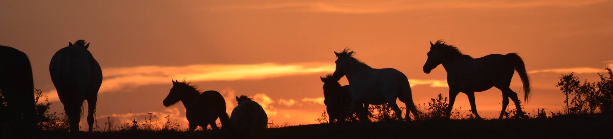 Haras de Niellans – Elevage & Pension