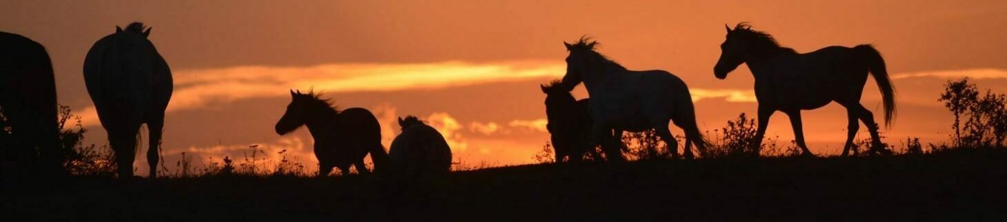 Haras de Niellans